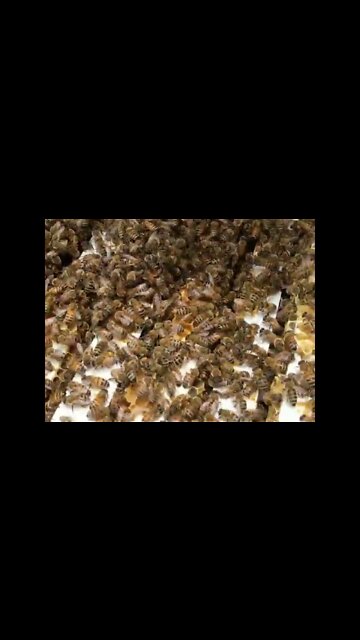 🐝 HONEY BEE SWARM MOVED IN 🐝