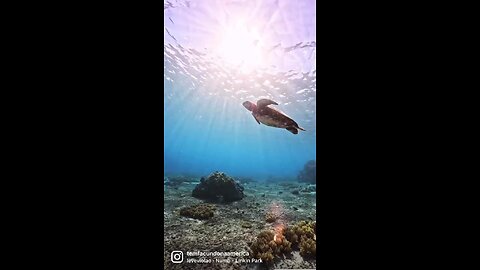 Sea turtle in the ocean depth