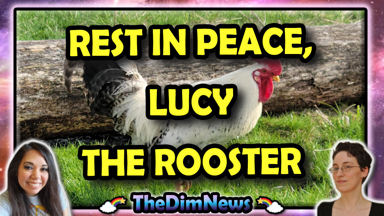 TheDimNews LIVE: Twitter Twat Catch-Up | RIP, Lucy the Rooster