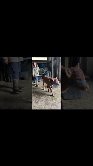 Dexter Family Milk Cows: Newest addition, planning her milk cow training.