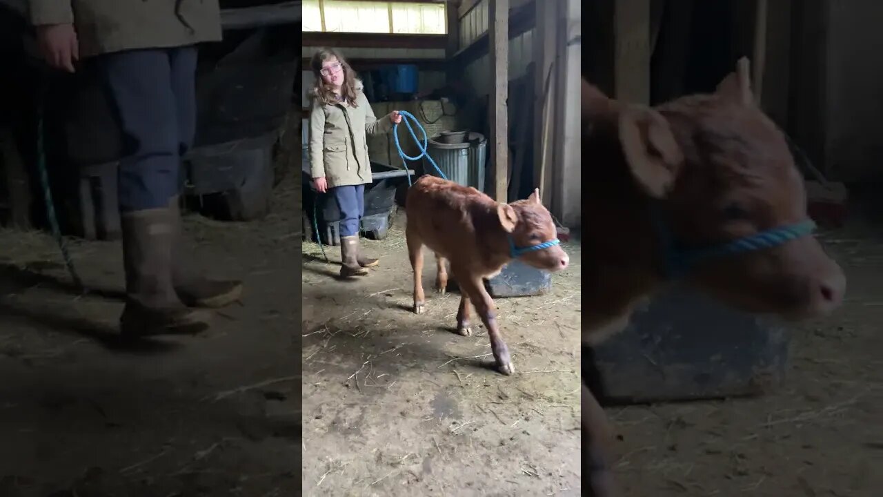 Dexter Family Milk Cows: Newest addition, planning her milk cow training.