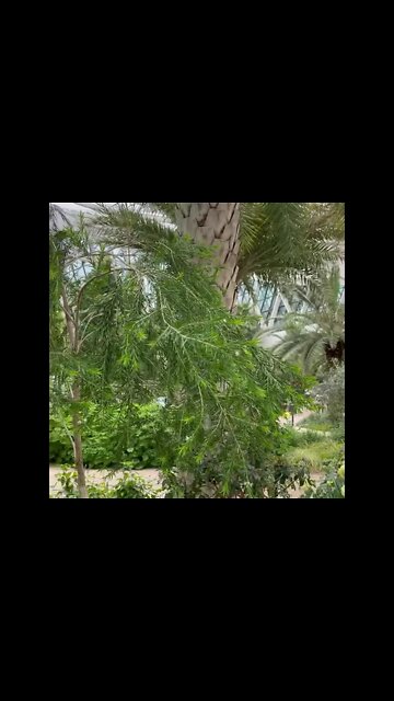 튤립 색색의 꽃 마곡나루역 강서구 김포공항 가양동