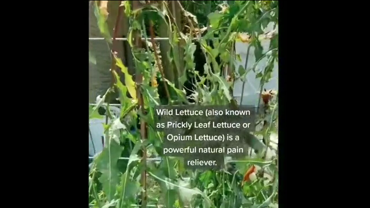 Wild Lettuce Is A Powerful Natural Pain Reliever