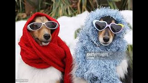 very funny animals video