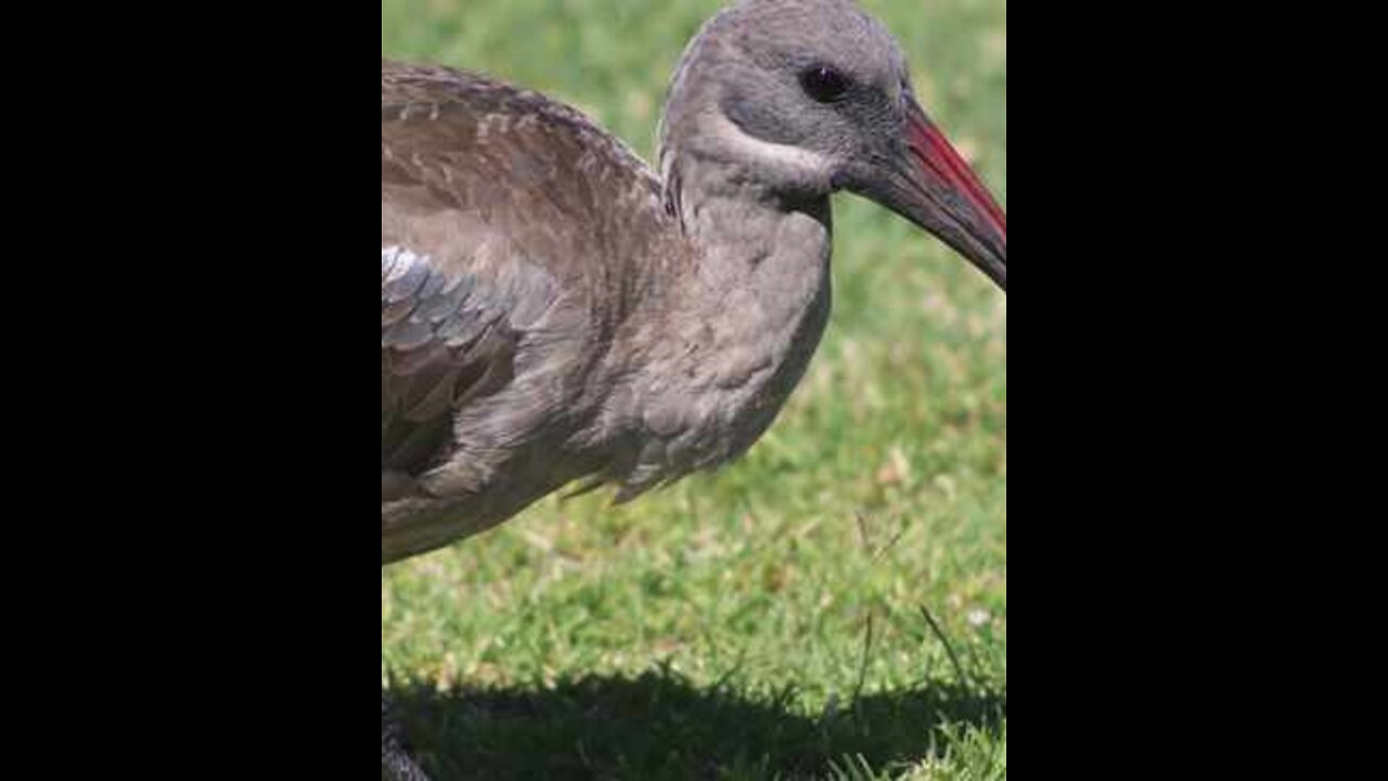 La de da Hadeda: Cool facts about South Africa’s favourite bird