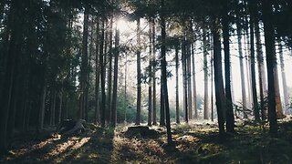 FOREST SOUNDS Relaxing Sounds of Nature