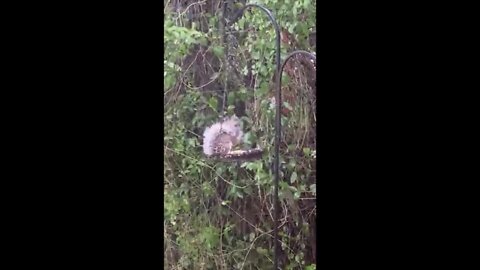 Squirrel in Boynton Beach uses tail as umbrella