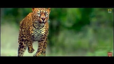 Maasthi Gudi - Tiger Attack In Village - Duniya Vijay, Amulya, Kriti Kharbanda - Fight Scene