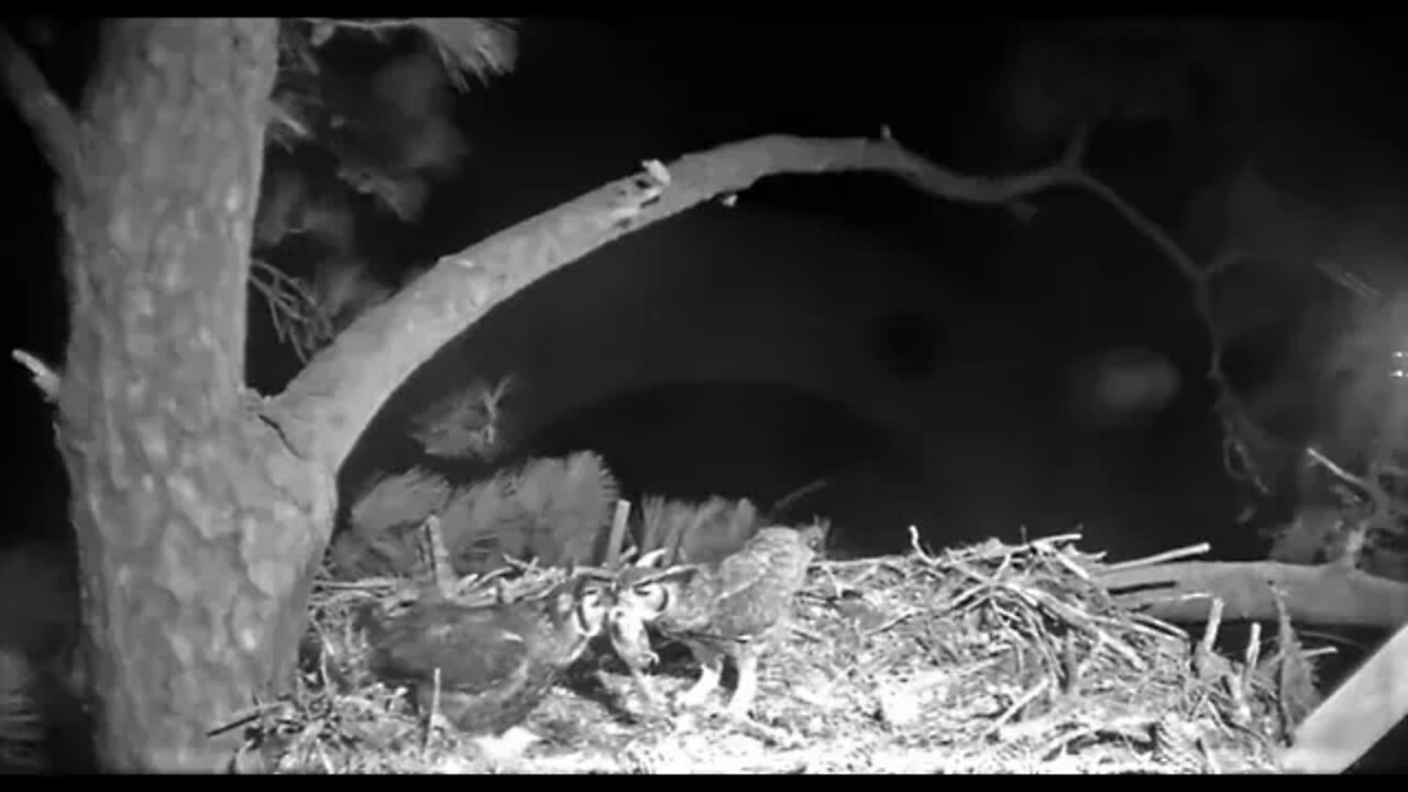 Great Horned Owls-Male Brings Prey 🦉 1/16/22 3:21 AM