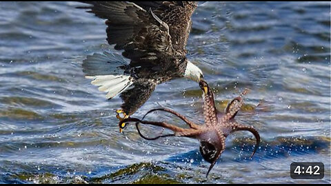 The Eagles dies while hunting oktopus in the ocean