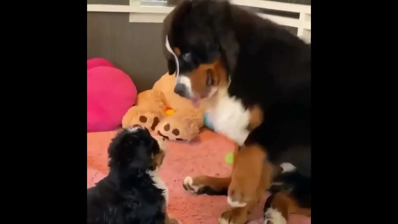dithering cranial boop