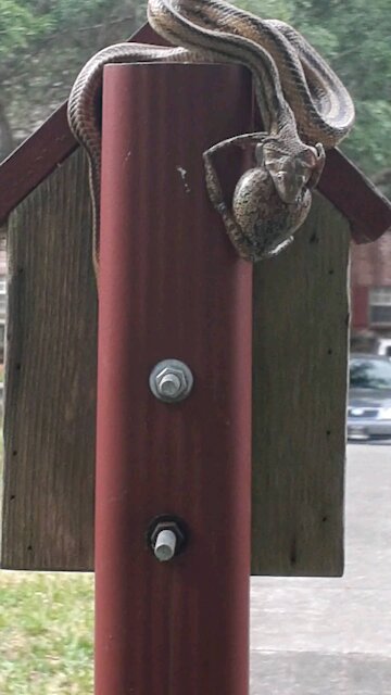 Snake eating yummy frog
