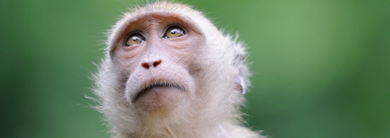 Feeding peanuts to monkey on the island of Bali on a family vacation