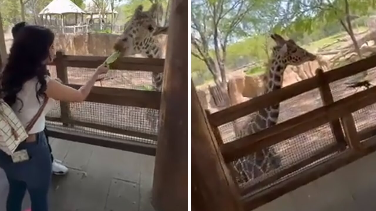 Woman Hand-feeds Majestic Giraffe At The Zoo