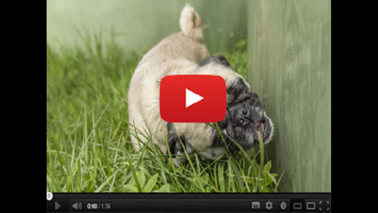 This Simple Bacon+Grass Trick Adds Years to Your Dog's Life