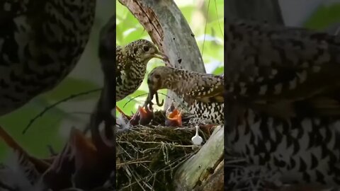 A good meal for the babies