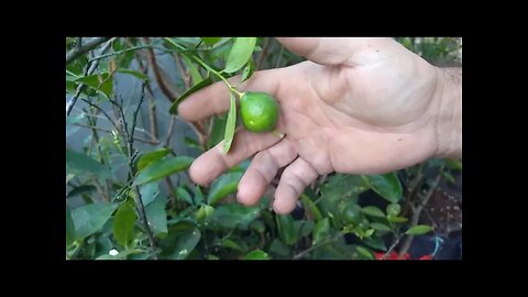 Frutíferas produzindo em vasos e dicas de como eliminar pragas nas frutíferas