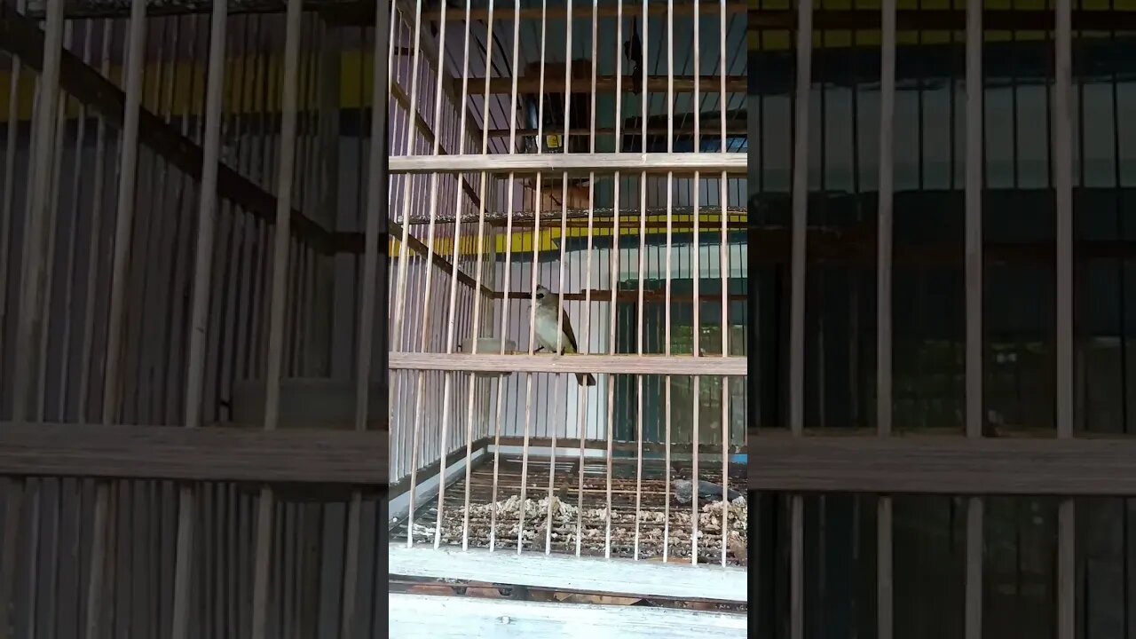 burung jogjog