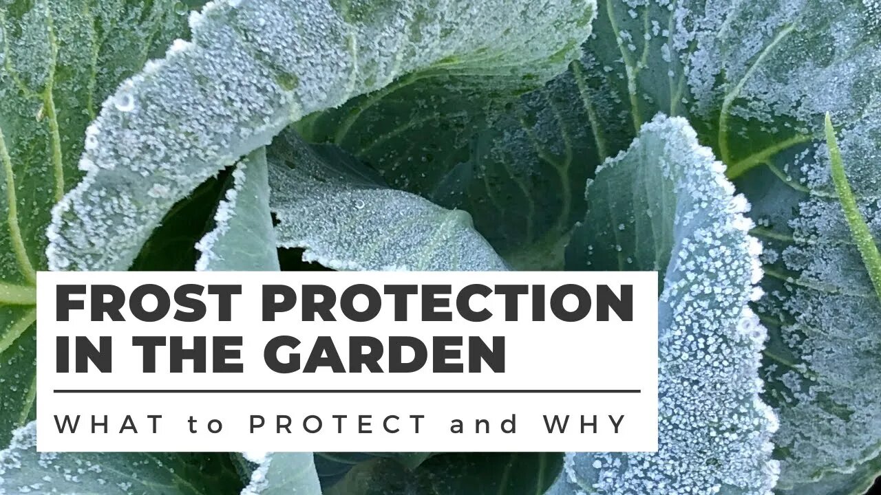 FROST PROTECTION in the Garden: WHAT TO COVER and WHY