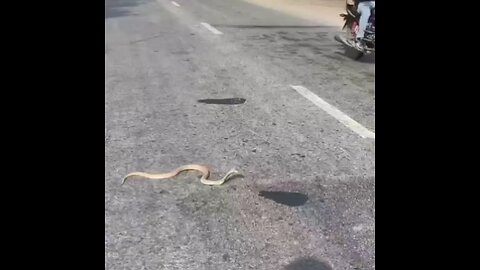 😳😳 White Goban Snake || Watch till last