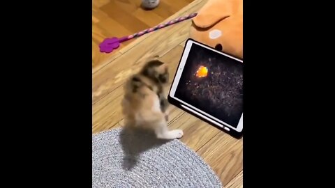 Very cute video. Try not to laught. Video muito lindo e engraçado! tente não rirI love cats. #shorts