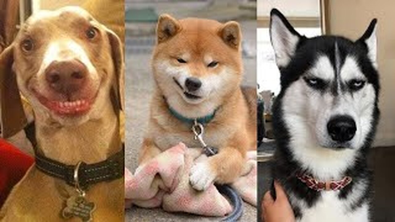 Super Funny Dog Videos Try Not Laugh |Pluffy World