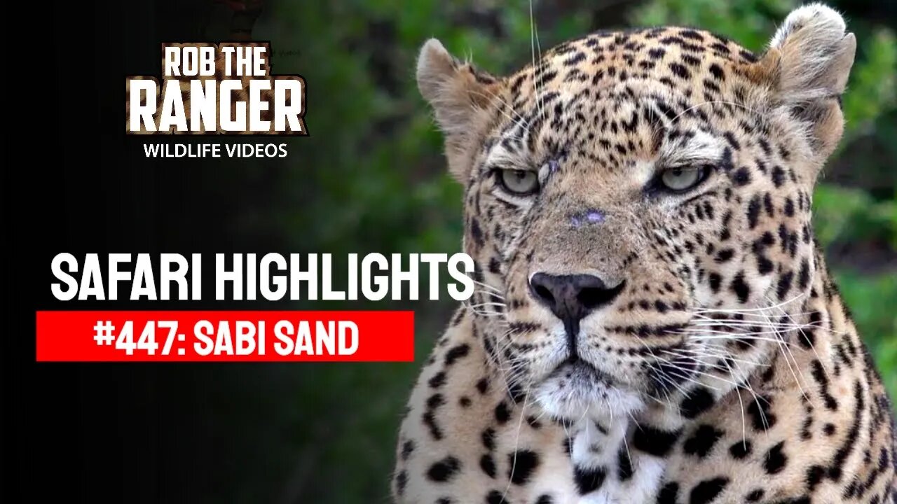 Safari Highlights #447: 29 Nov - 04 Dec 2016 | Sabi Sand Nature Reserve | Latest Wildlife Sightings