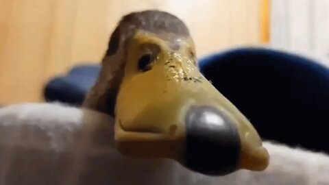 Duck is afraid of water. This woman is raising him like her own baby.