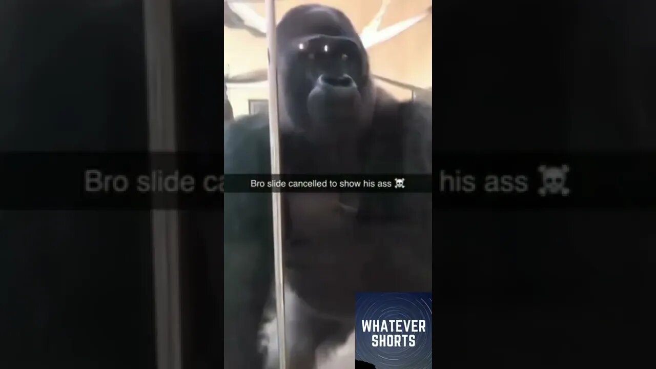 Massive disrespect #shorts #gorilla #funny #animals #toxic