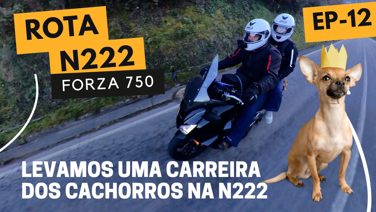 🐶 Levamos uma CARREIRA dos CACHORROS - N222 - Portugal | EP - 12