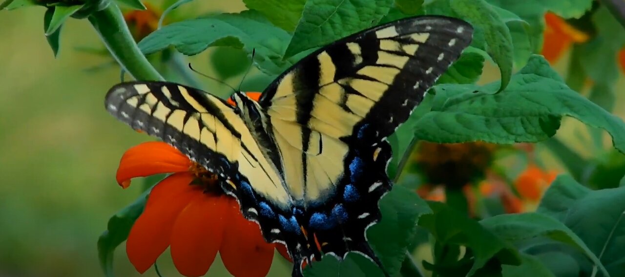 Beautiful Swallowtail butterflies & other lovely orange and black butterflies that visit my garden.