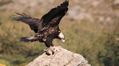 How Eagle Hunting Rabbit Success In The Wild