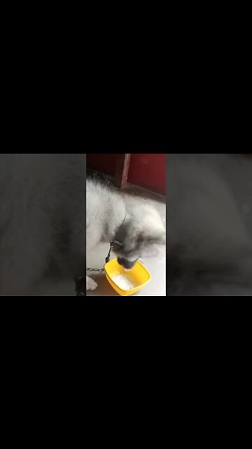 puppy drinking Milk | baby dog drinking | milk for cute puppy #shorts #dogs #puppy #cutedogs #short