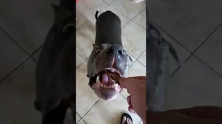 Brisket treats 4 Einstein #shorts #einsteinsbackyard #brisket #pitbulls #short #dog #shortsvideo