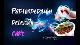 Paphiopedilum delenatii care | Self-watering & leca | Unconventional set-up #CareCollab