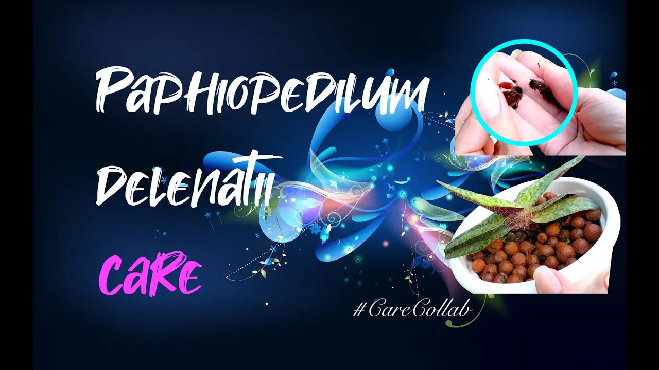 Paphiopedilum delenatii care | Self-watering & leca | Unconventional set-up #CareCollab