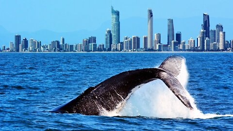 GOLD COAST - SURFERS PARADISE BEACH | AUSTRALIA