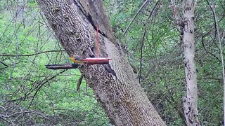 Female Baltimore oriole feeding on mealworms during spring migration 5/4/2022