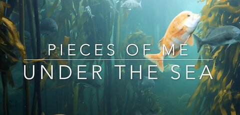 Sea Life | Calming with Beautiful Music