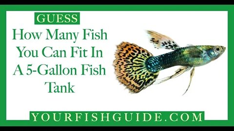 How Many Fish In A 5 Gallon Tank ~ DON'T Crowd YOUR Fish tank: Must Watch | Educational