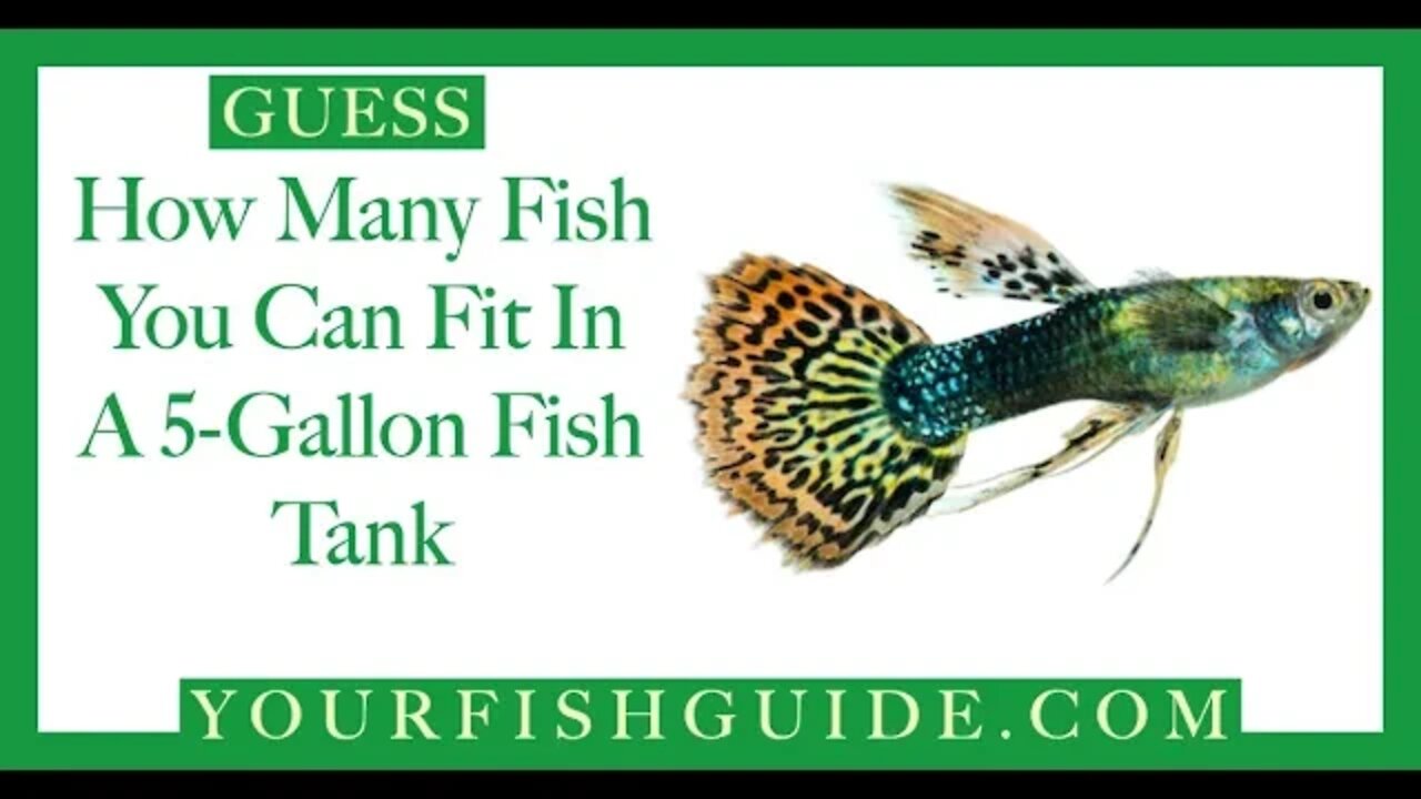How Many Fish In A 5 Gallon Tank ~ DON'T Crowd YOUR Fish tank: Must Watch | Educational