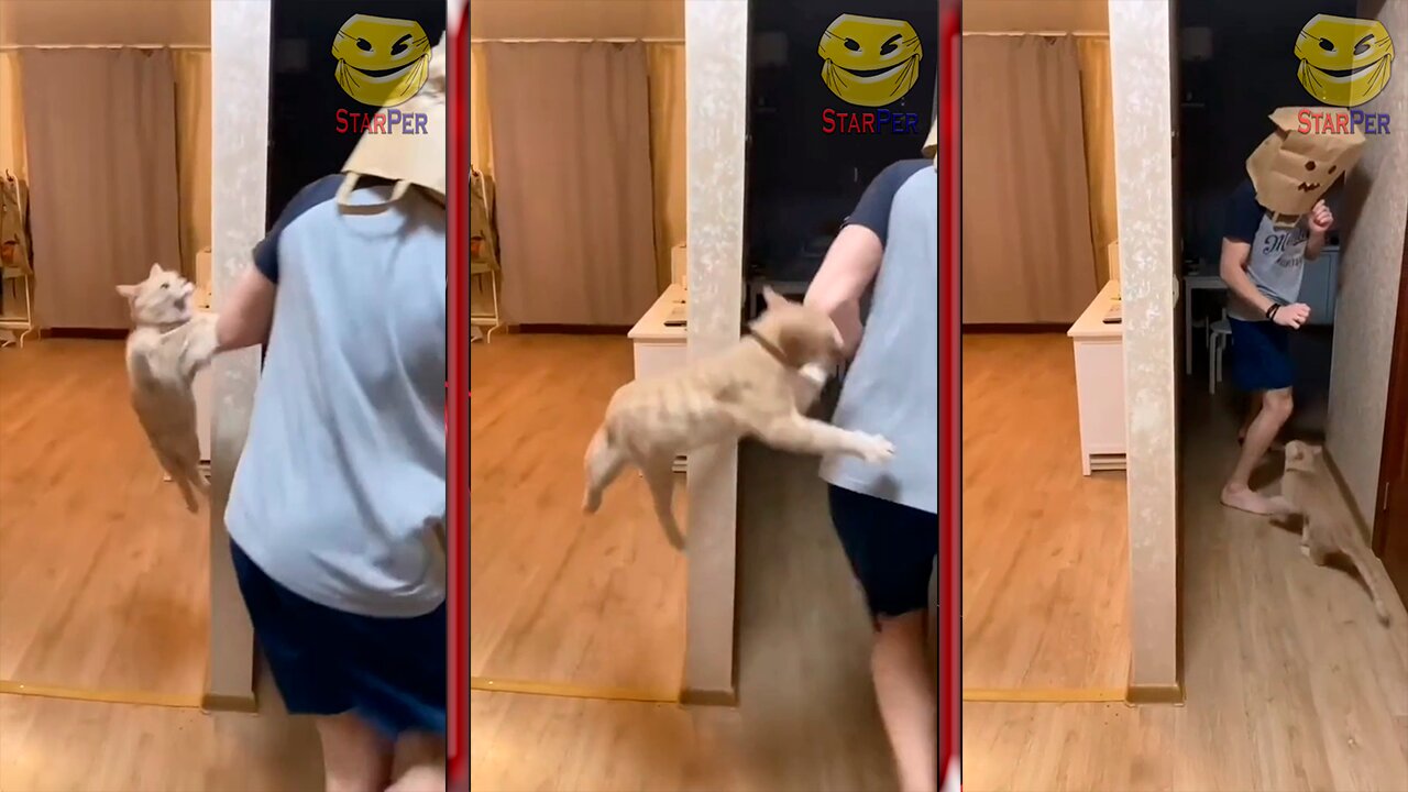 The brave cat attacks the threat