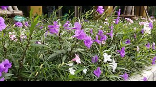 Mexican Petunia in Mass