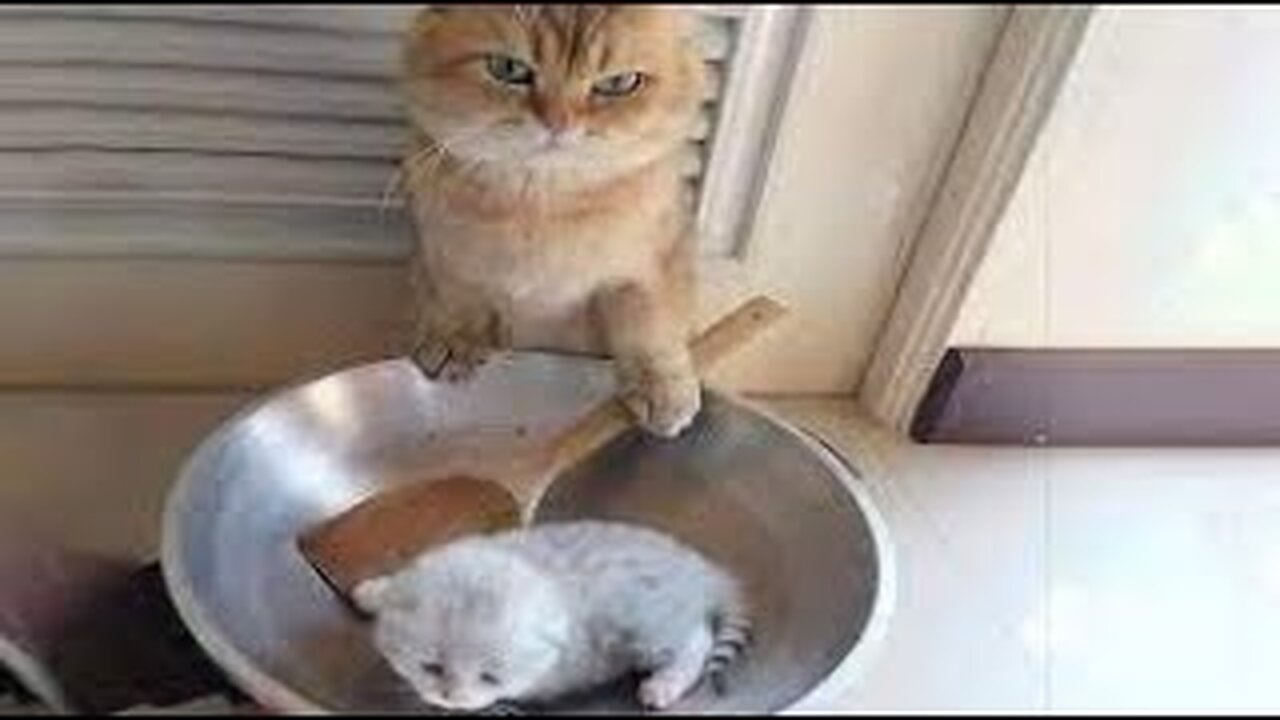 Cat's and dog's 🐕 🐈 Funny Video 2023