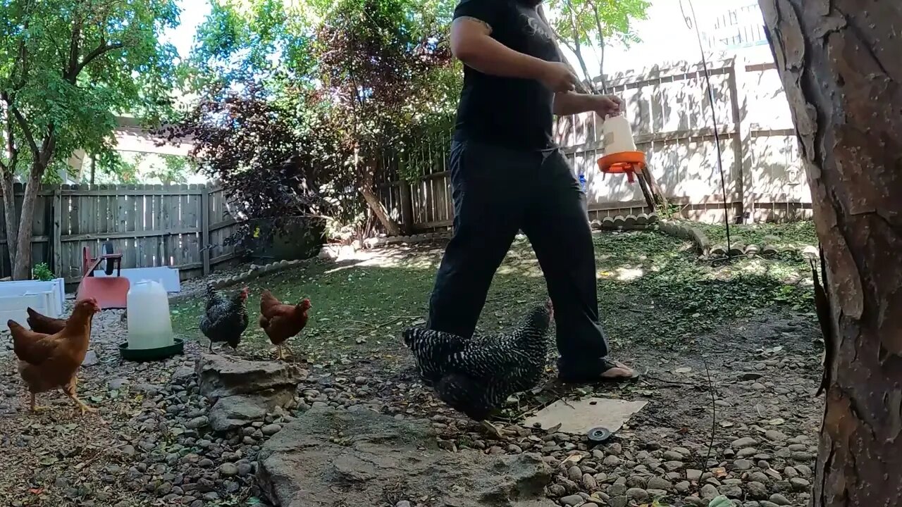 My Backyard Chickens - Episode 89