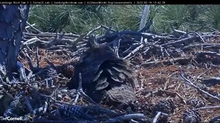 Mom On Defense-Hawk/Osprey Heard-Cam One 🦉 2/19/22 13:42