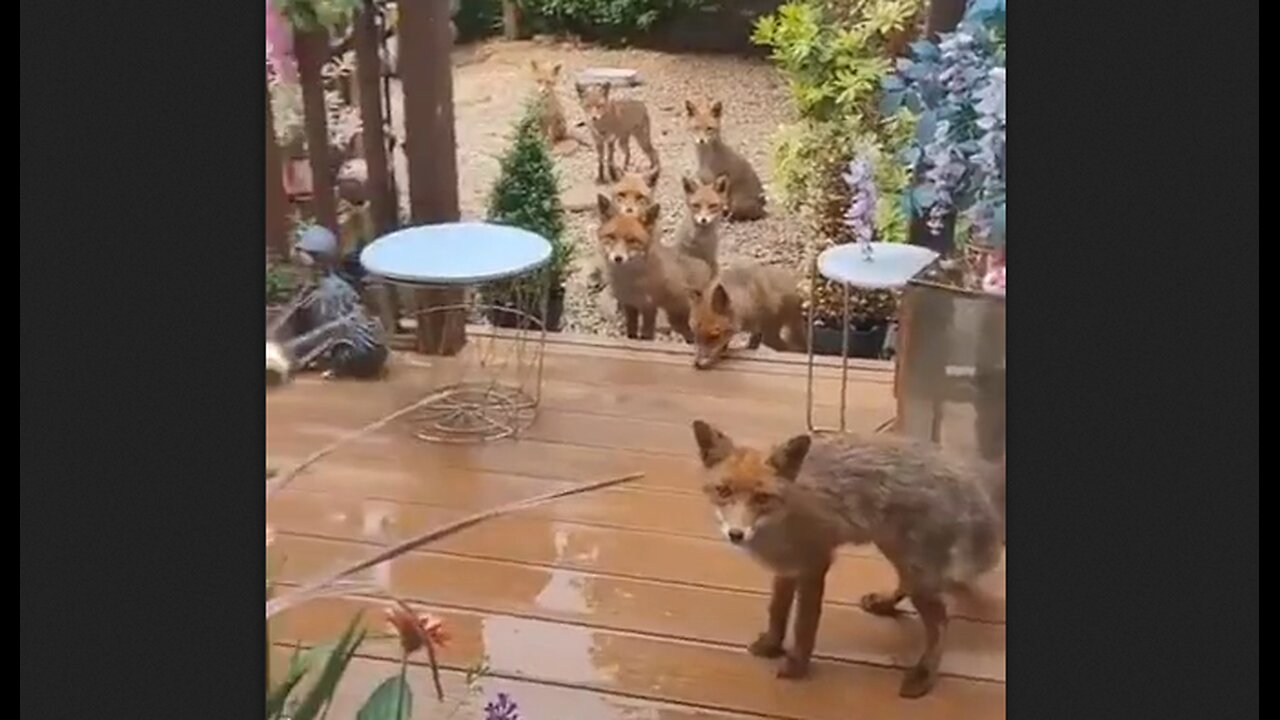 Give a fox a cookie & he'll come back with all his friends