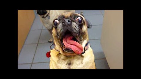 FUNNY99TEAM | DOG LOVES FOOD! | FUNNY ANIMALS