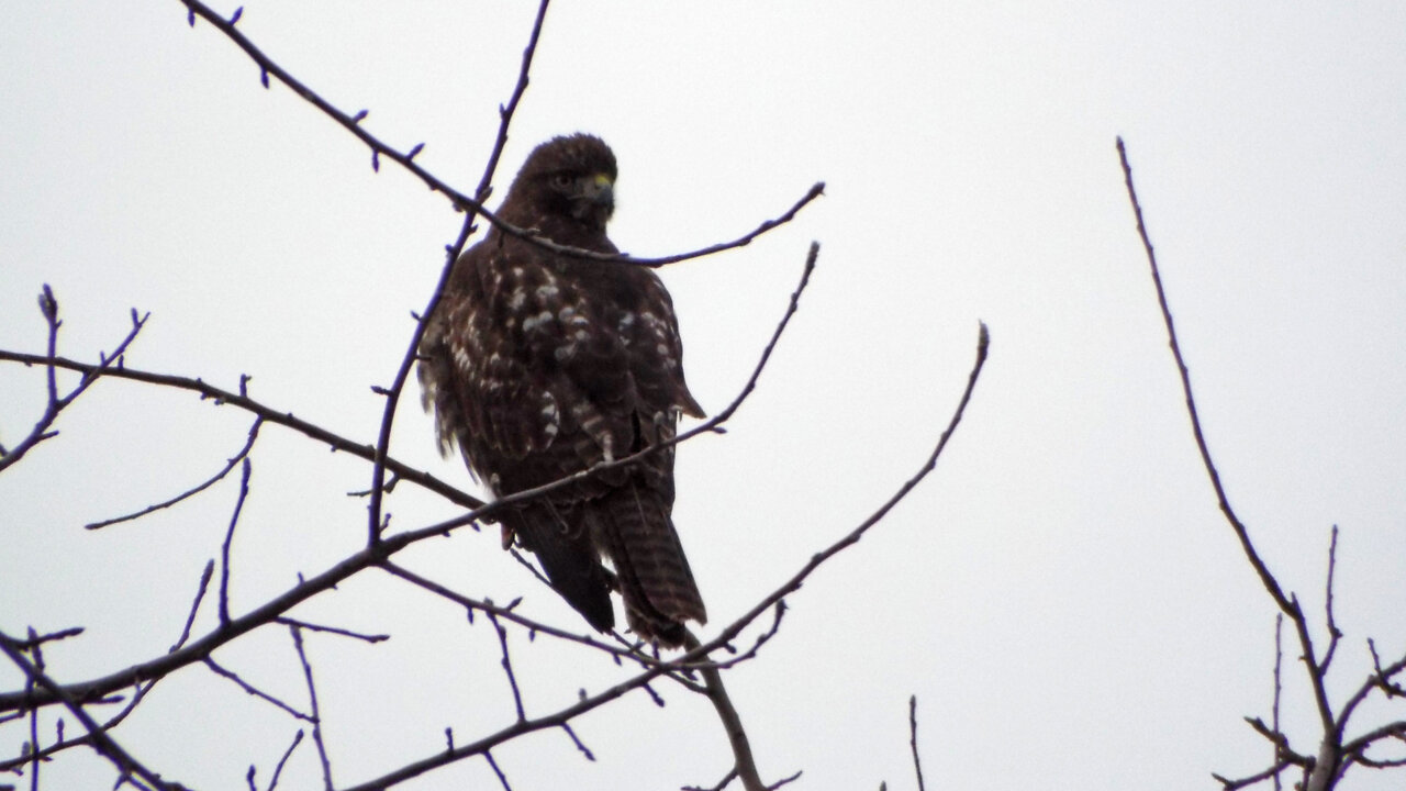 Red-tailed Hawk