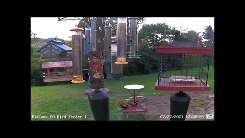 Squirrel is done with the day!
